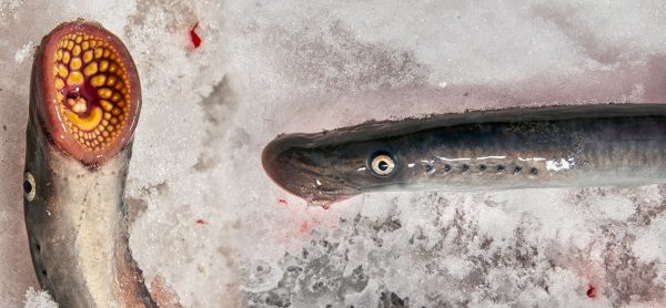Niøyer — Petromyzontidae